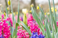 20210411-Keukenhof-1010044