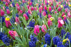 20210411-Keukenhof-1010046