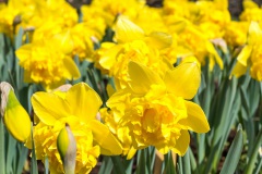 20210411-Keukenhof-1010054