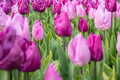 20210411-Keukenhof-1010058
