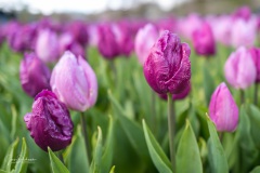 20210411-Keukenhof-1010062