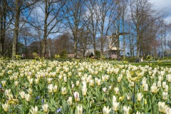 20210411-Keukenhof-1010066