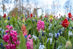 20210411-Keukenhof-1010067