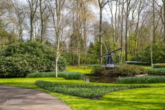 20210411-Keukenhof-1010075