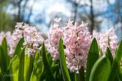 20210411-Keukenhof-1010079