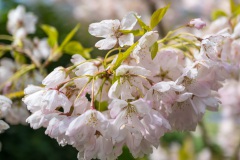 20210411-Keukenhof-1010082