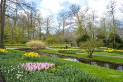 20210411-Keukenhof-1010085