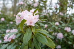 20210411-Keukenhof-1010088