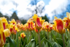 20210411-Keukenhof-1010090