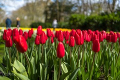 20210411-Keukenhof-1010094