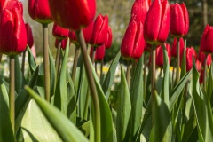 20210411-Keukenhof-1010096