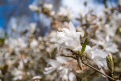 20210411-Keukenhof-1010103