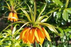 20210411-Keukenhof-1010104