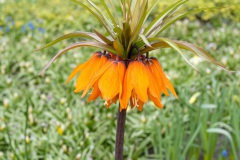 20210411-Keukenhof-1010105