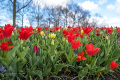 20210411-Keukenhof-1010111